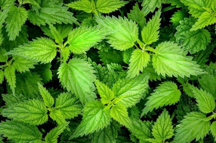 Pokrzywa na odchudzanie – czy działa? Efekty i właściwości