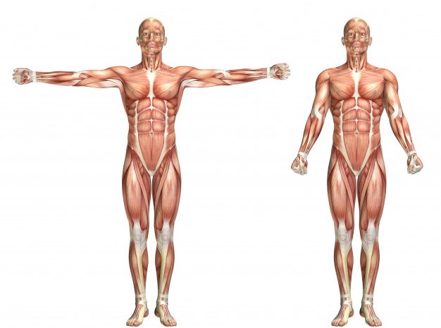 Rodzaje włókien mięśniowych a trening – co musisz wiedzieć?