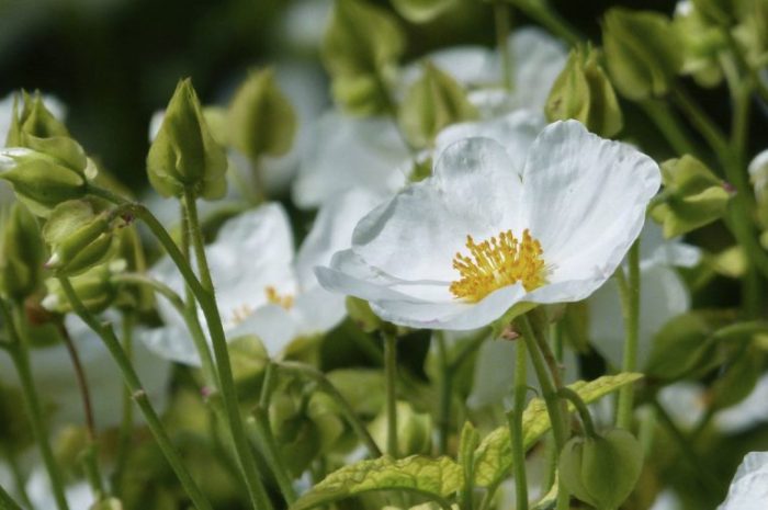 Czystek a odchudzanie – poznajcie jego wpływ na utratę masy ciała